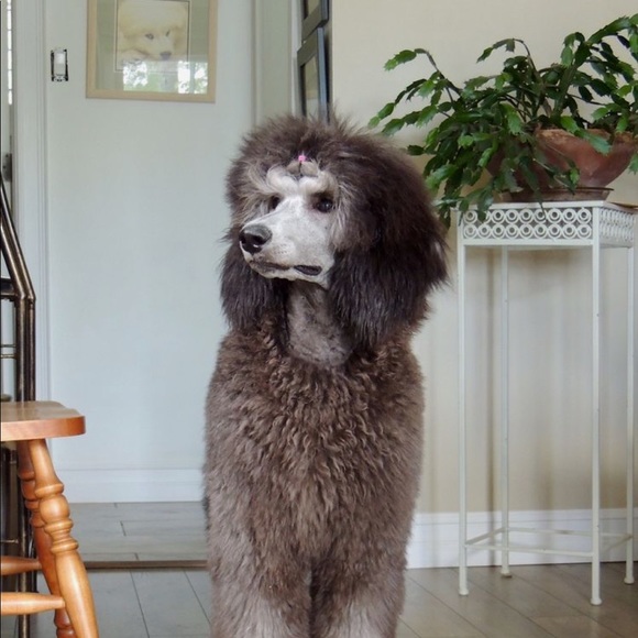 Meet your Posher, Julie - Picture 1 of 1